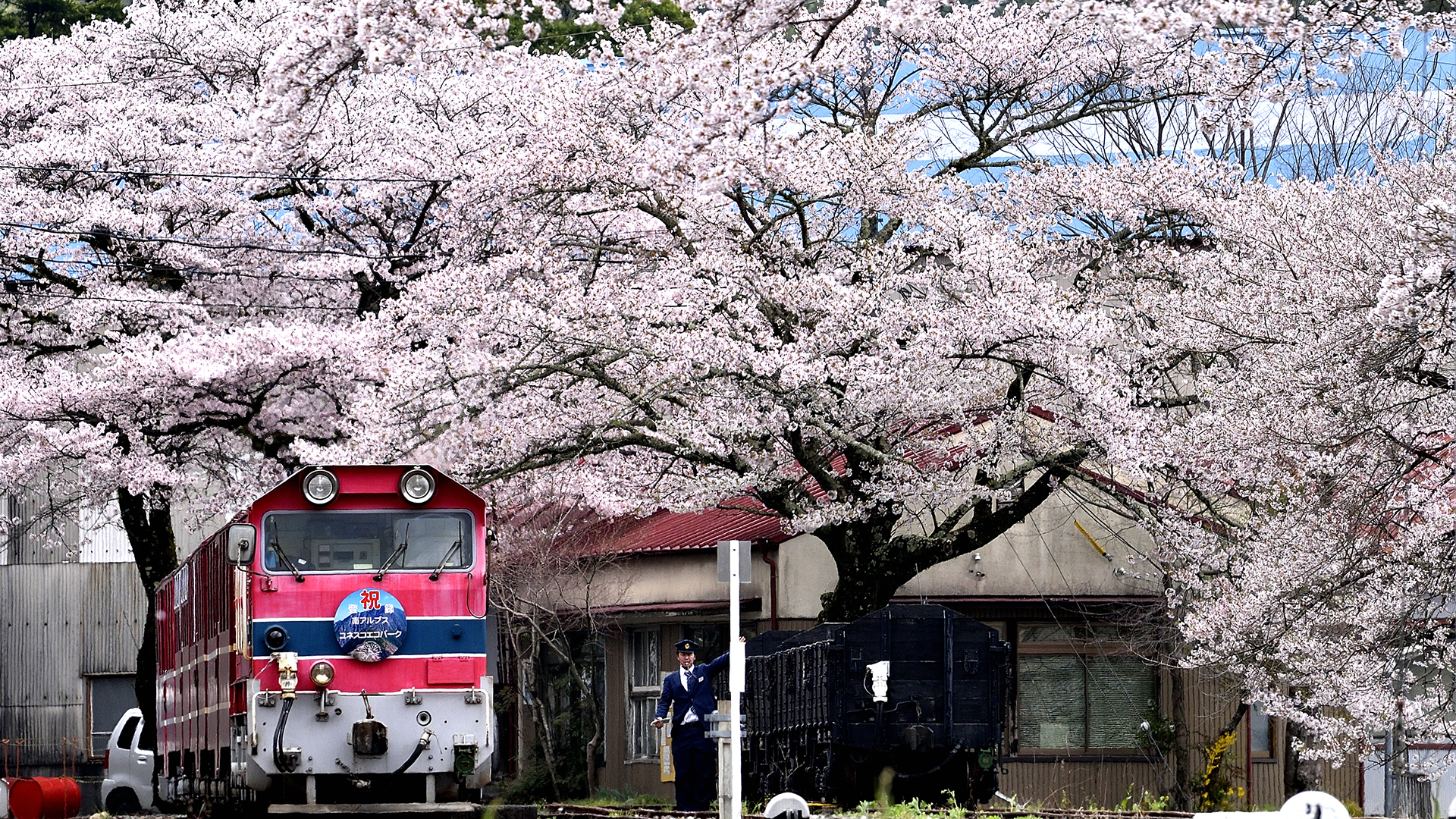 桜咲く季節到来！